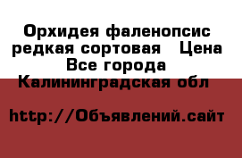 Орхидея фаленопсис редкая сортовая › Цена ­ 800 - Все города  »    . Калининградская обл.